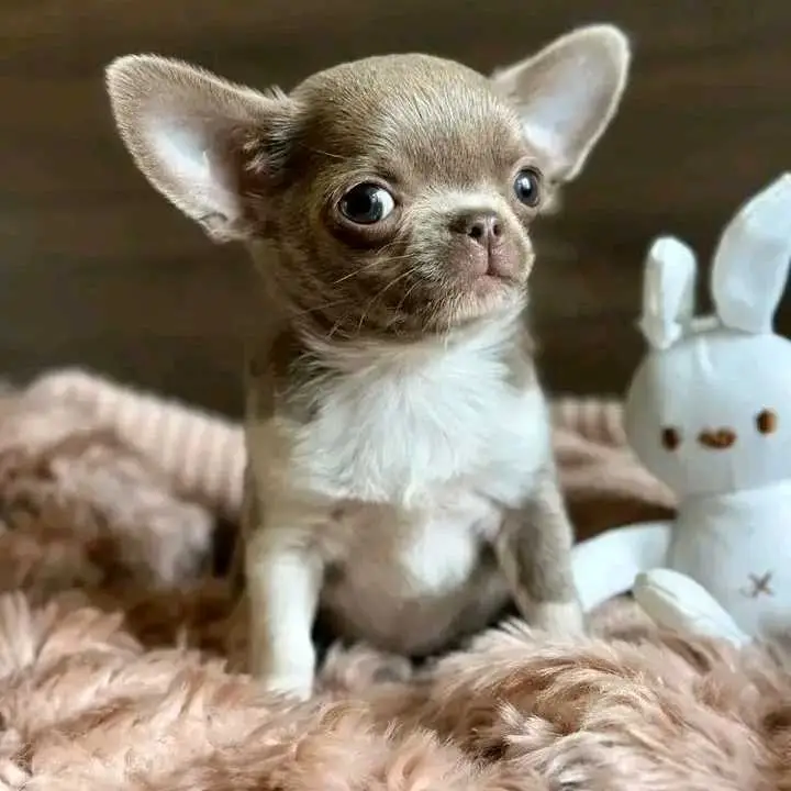 Chihuahua Puppy
