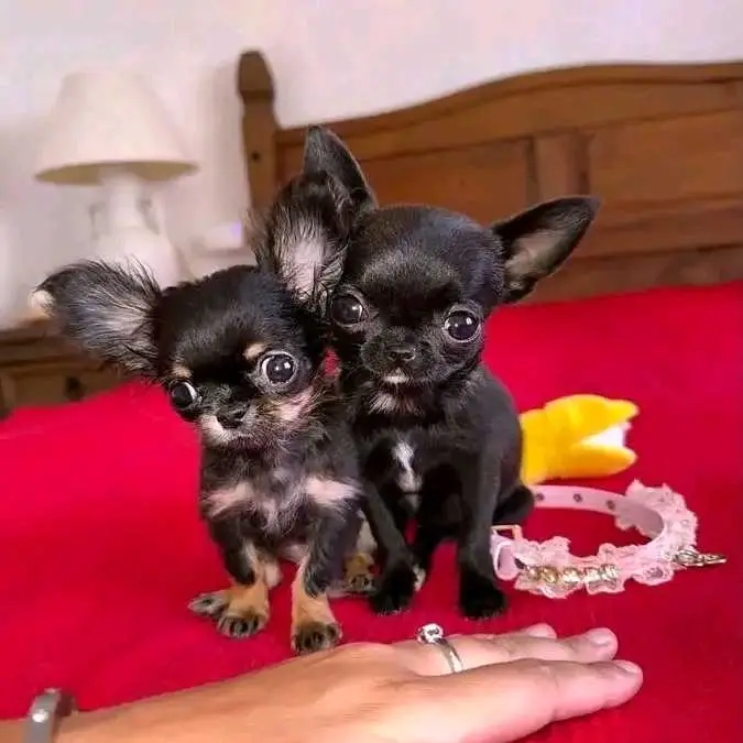 Chihuahua Puppy