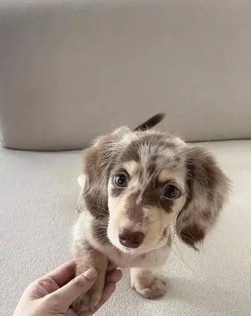 Wiener Pups