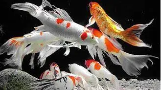 UNWANTED KOI OR GOLDEN ORFE FISH