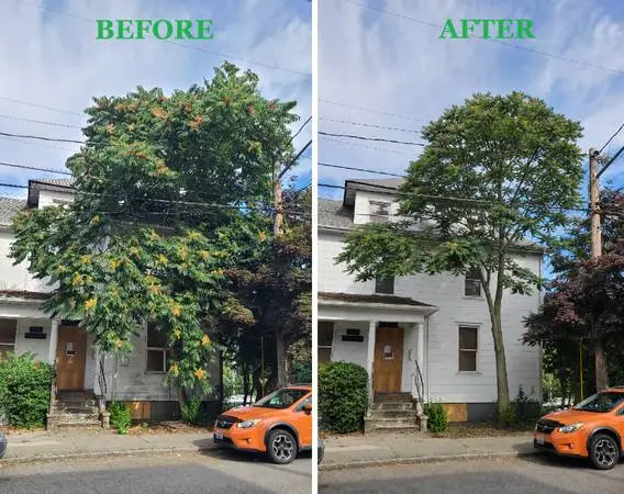 PROFESSIONAL TREE PRUNING • TRIMMING • HEDGE CARE