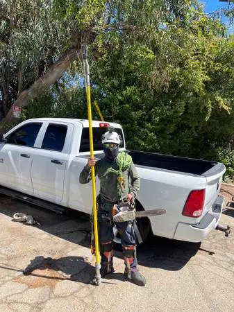 TREE SERVICE TRIMMING PRUNING REMOVALS