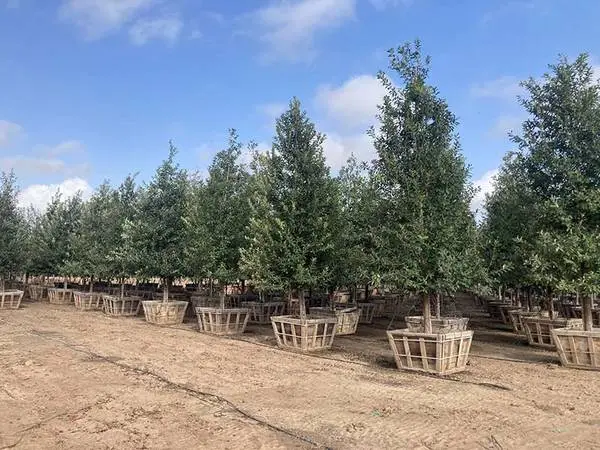 🌿🌳🍃Monterrey Oaks Offer Effortless Elegance in the Texas Heat🍃🌳