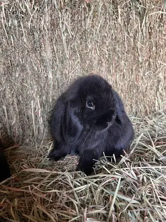 Holland Lop bunnies Pedigree
