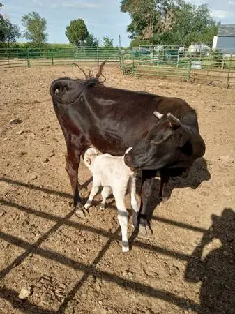 Livestock hauling service