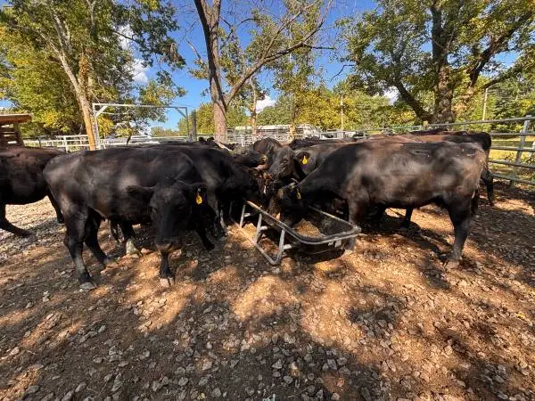 Bred cows