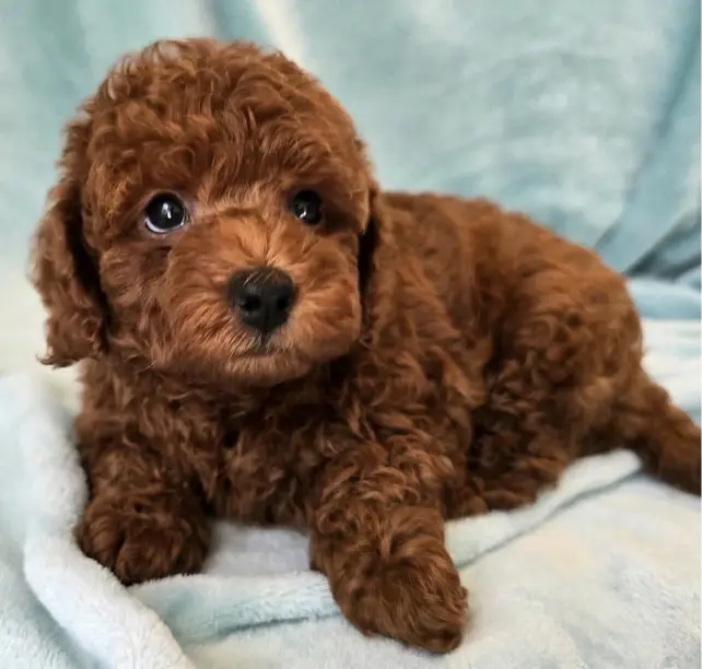 Addorable Poodle puppies for adoption