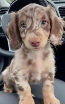 Friendlydachshund-puppy