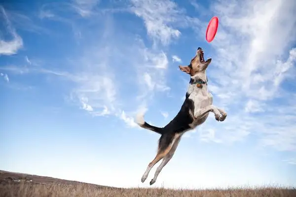 Board & Train Dog Trainer / Host One Dog