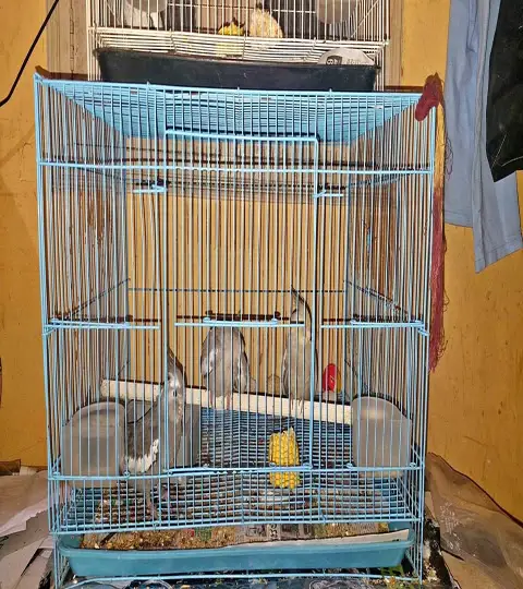 BIRDS CAGE