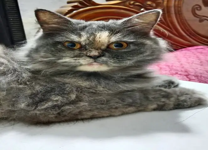 🐱 Persian Female Cat – Lily | For Sale
