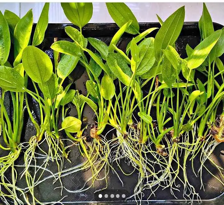🌿 Healthy Mexican Sword Aquatic Plant for Aquarium! 🍃✨