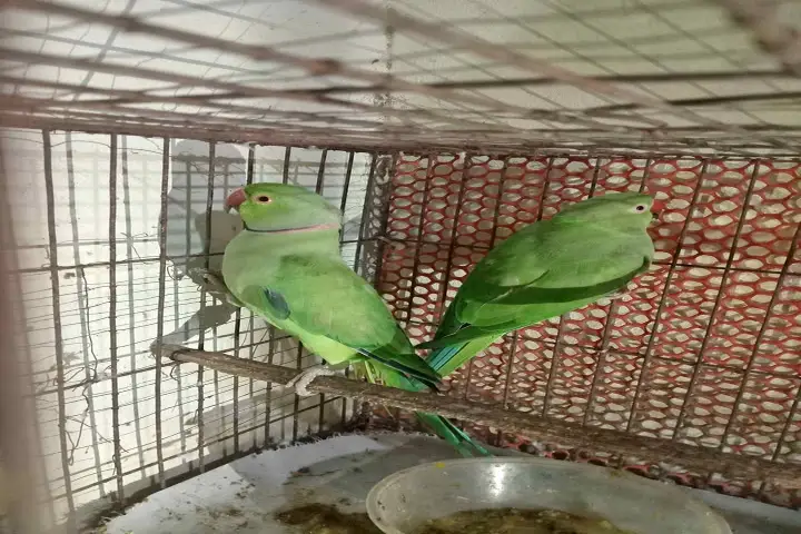 টিয়া পাখি