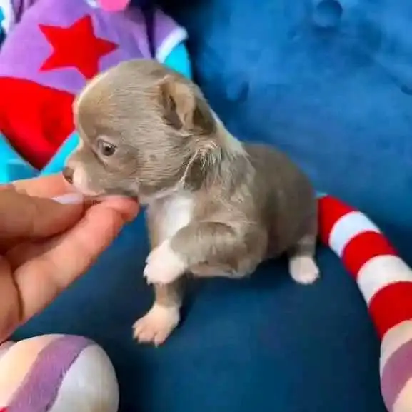 Chihuahua Puppy