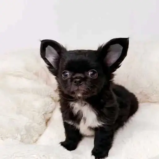 Long-haired Chihuahua Puppy