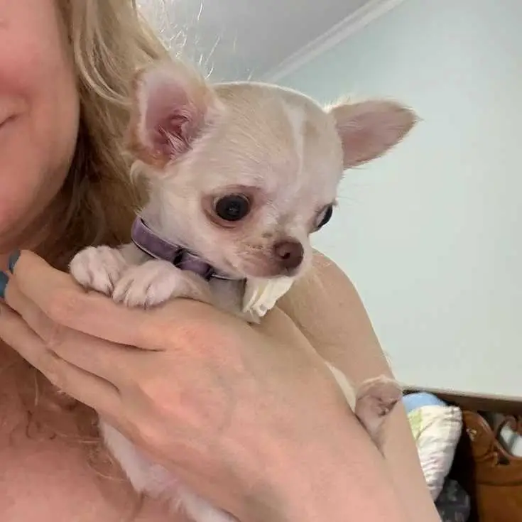 Chihuahua Puppy