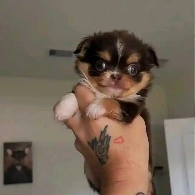 Chihuahua Puppy