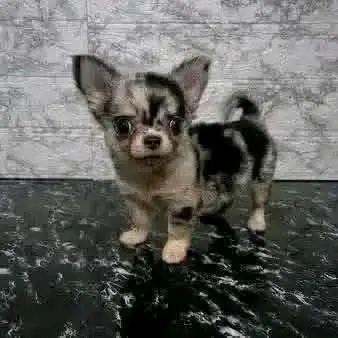 Merle Chihuahua Puppy