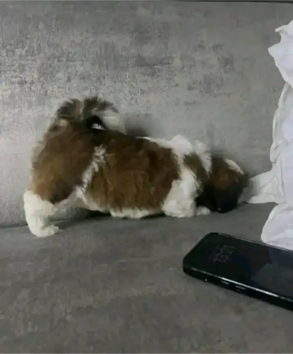 : Find Your Perfect Furry Companion 🐶❤️Hello,Are you looking for a loving and adorable puppy to becom