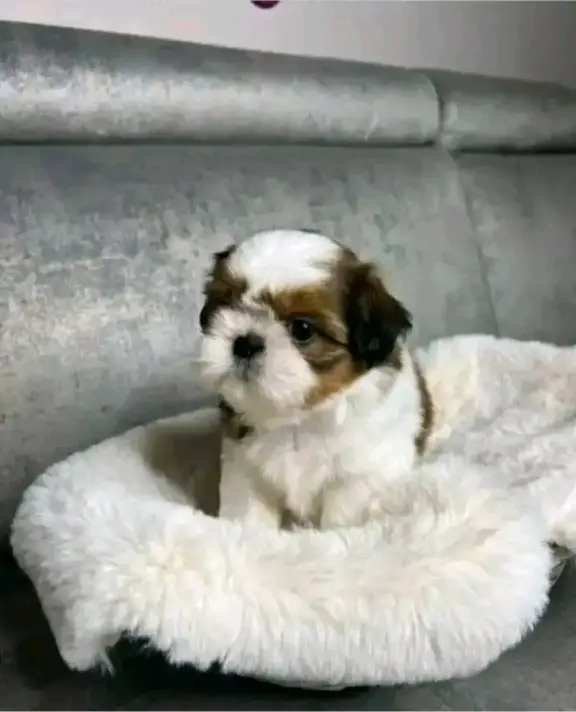 : Find Your Perfect Furry Companion 🐶❤️Hello,Are you looking for a loving and adorable puppy to becom
