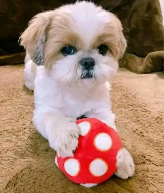 : Find Your Perfect Furry Companion 🐶❤️Hello,Are you looking for a loving and adorable puppy to becom