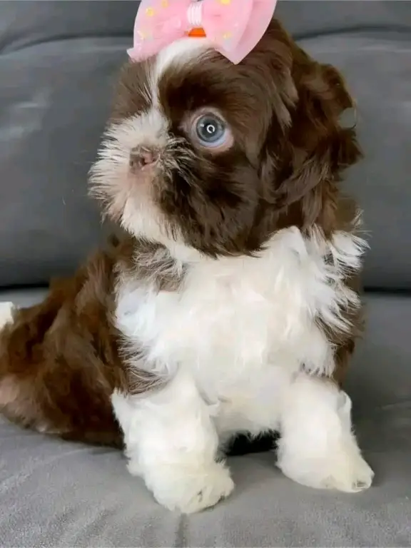 : Find Your Perfect Furry Companion 🐶❤️Hello,Are you looking for a loving and adorable puppy to becom