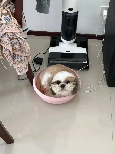 : Find Your Perfect Furry Companion 🐶❤️Hello,Are you looking for a loving and adorable puppy to becom
