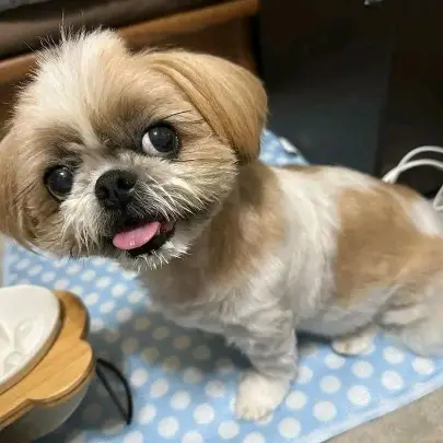 : Find Your Perfect Furry Companion 🐶❤️Hello,Are you looking for a loving and adorable puppy to becom