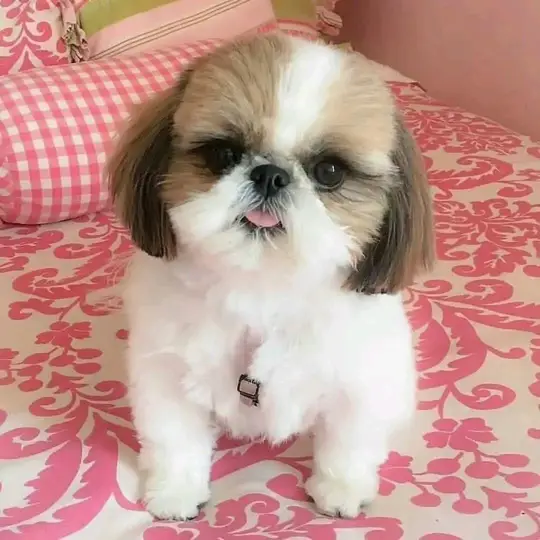 : Find Your Perfect Furry Companion 🐶❤️Hello,Are you looking for a loving and adorable puppy to becom