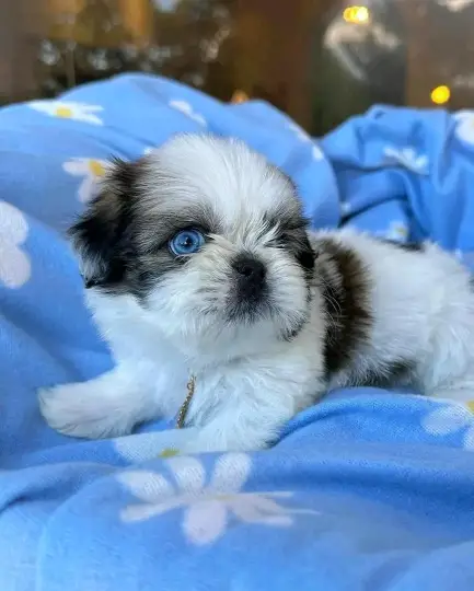 : Find Your Perfect Furry Companion 🐶❤️Hello,Are you looking for a loving and adorable puppy to becom
