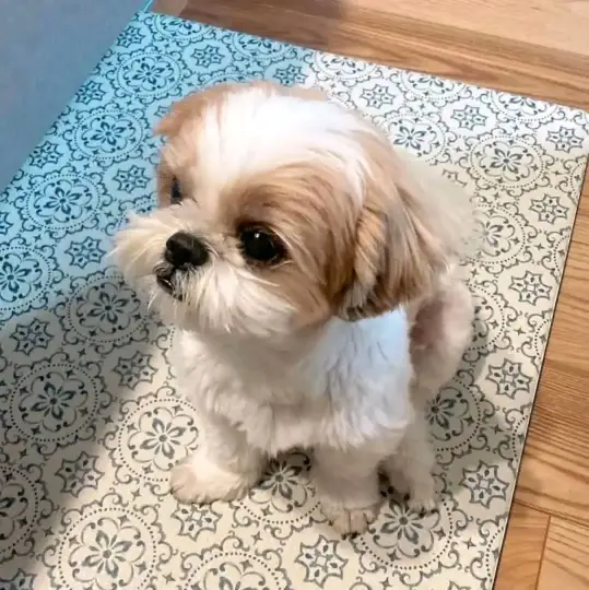 : Find Your Perfect Furry Companion 🐶❤️Hello,Are you looking for a loving and adorable puppy to becom