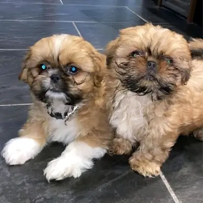 : Find Your Perfect Furry Companion 🐶❤️Hello,Are you looking for a loving and adorable puppy to becom