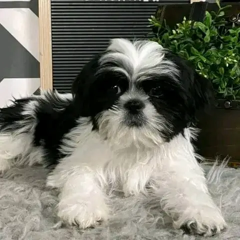 : Find Your Perfect Furry Companion 🐶❤️Hello,Are you looking for a loving and adorable puppy to becom