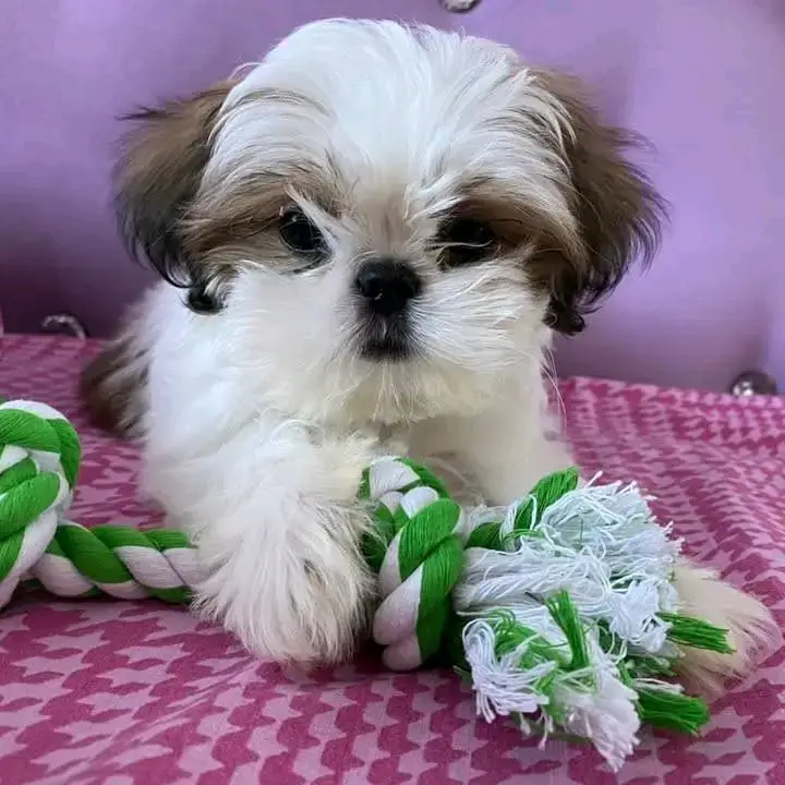: Find Your Perfect Furry Companion 🐶❤️Hello,Are you looking for a loving and adorable puppy to becom