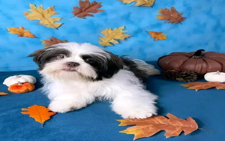 : Find Your Perfect Furry Companion 🐶❤️Hello,Are you looking for a loving and adorable puppy to becom