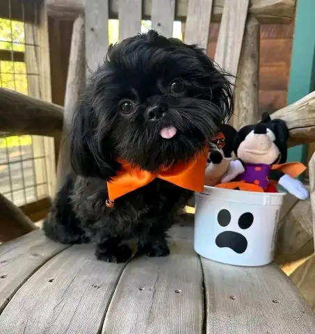 : Find Your Perfect Furry Companion 🐶❤️Hello,Are you looking for a loving and adorable puppy to becom