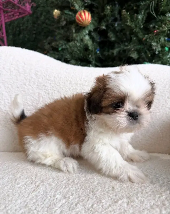 : Find Your Perfect Furry Companion 🐶❤️Hello,Are you looking for a loving and adorable puppy to becom