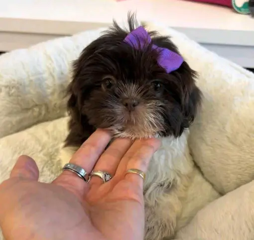 : Find Your Perfect Furry Companion 🐶❤️Hello,Are you looking for a loving and adorable puppy to becom