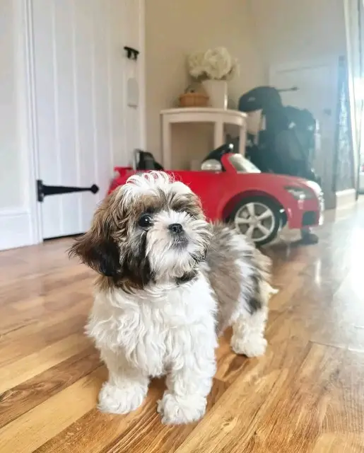 : Find Your Perfect Furry Companion 🐶❤️Hello,Are you looking for a loving and adorable puppy to becom