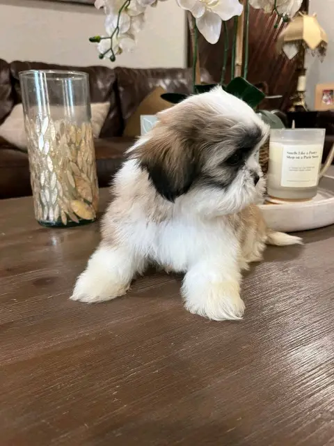 : Find Your Perfect Furry Companion 🐶❤️Hello,Are you looking for a loving and adorable puppy to becom