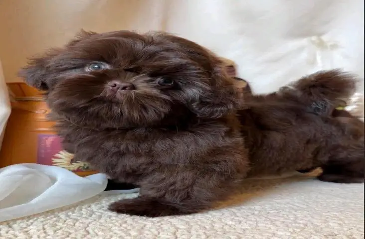 : Find Your Perfect Furry Companion 🐶❤️Hello,Are you looking for a loving and adorable puppy to becom