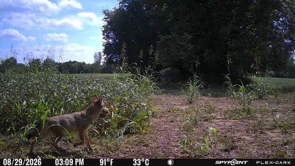 Predator Control