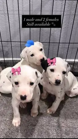Dalmatian pup