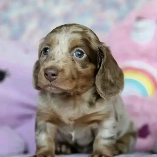 pet supplies