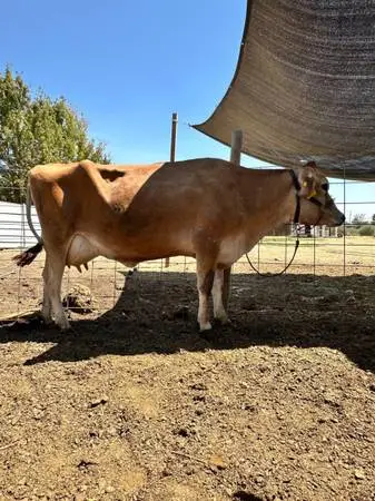 Jersey milk cow