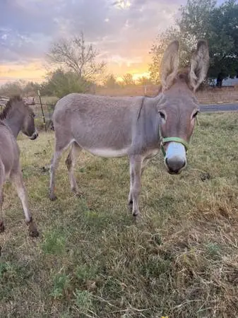 Jenny with baby make offer