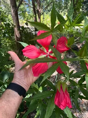 Pond plants