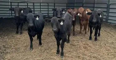 Brangus Steers and Heifers