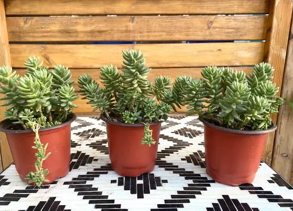 Sedum Stonecrop Evergreen Succulent (Perennial)