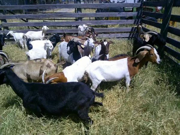 Mixed Breed Nanny Goats